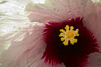 Andrew Steinmetz: Floral 3