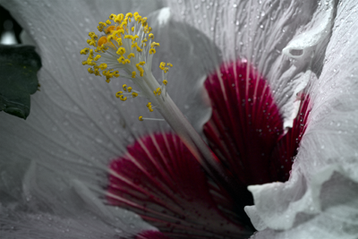 Andrew Steinmetz: Floral 4
