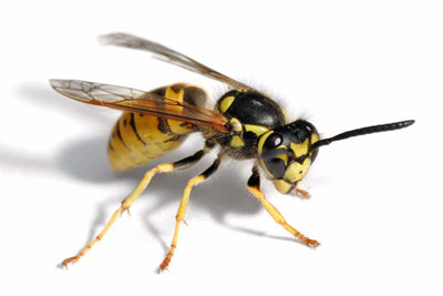 Gary Mesick: Wasps