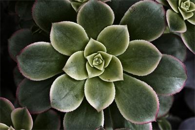 Andrew Steinmetz: Floral 2