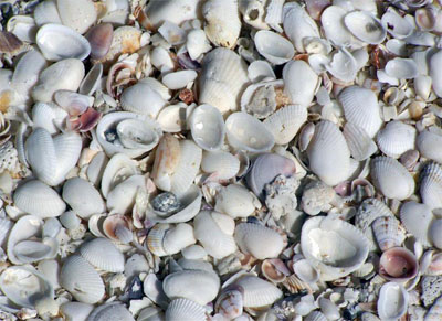 Barbara Rockman: News Sendai, Japan, Beach Walk Sanibel Island, USA