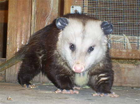 John Colby: Opossum