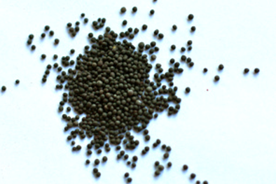 Carol Hamilton: Mustard Seed