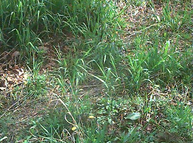Michael Sandler: Grass