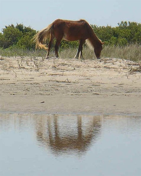 Deborah H. Doolittle: On the Shackleford Banks