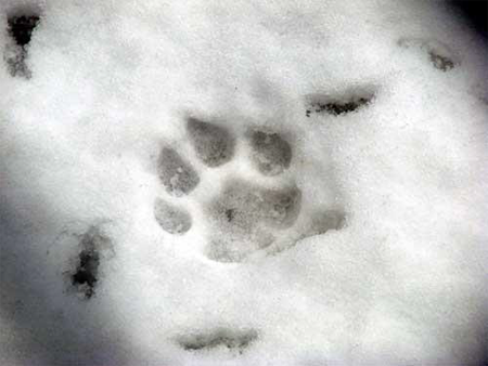 Diane Webster:Snow Tracks