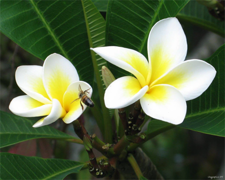 Lyn Lifshin: Three Poems
